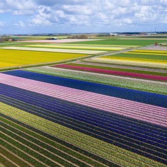 Flower fields