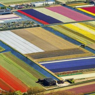 Flowerfields