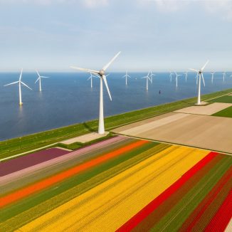 Tulipfields near IJsselmeer